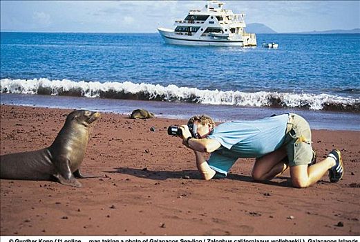 男人,摄影师,游客,拍照,加拉帕戈斯,海狮,加州海狮,哺乳动物,加拉帕戈斯群岛,厄瓜多尔,南美,海洋生物,动物