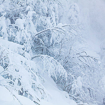 西岭雪山大雪的美丽风景