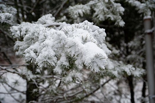 雪后