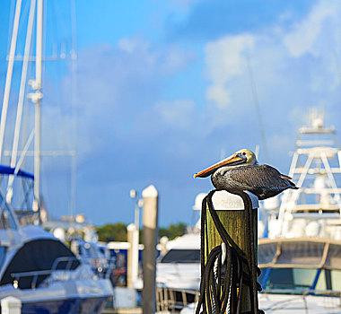 劳德代尔堡,鹈鹕,鸟,码头,杆,佛罗里达,美国