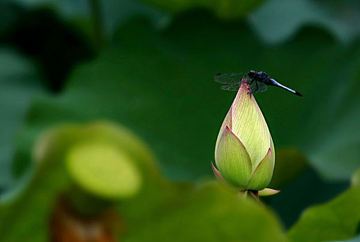 荷花