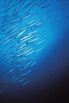 加拉帕戈斯群岛,大,鱼群,梭鱼,梭鱼属,深,蓝色