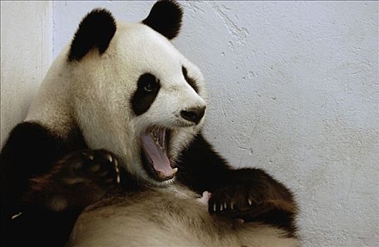 大熊猫,两个,白天,老,幼兽,中国,研究中心,卧龙自然保护区