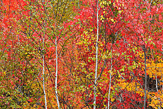 桦树,枫树,秋色,萨德伯里,安大略省,加拿大