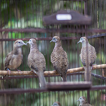 鸟,市场,日惹,中爪哇,印度尼西亚
