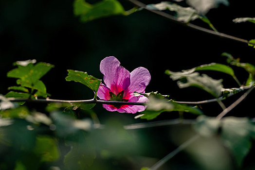 秋日公园里娇柔的木槿花