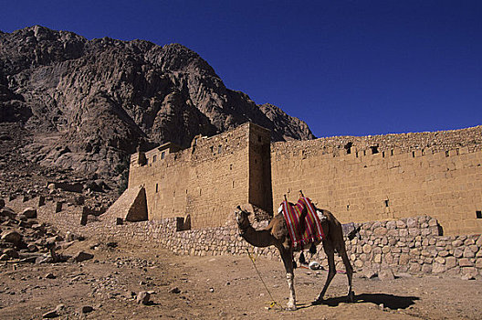 埃及,西奈半岛,寺院,骆驼