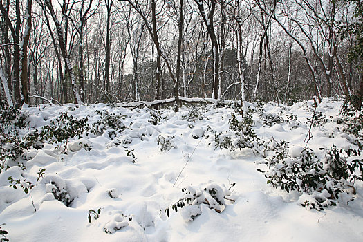 冬季林间雪后风景