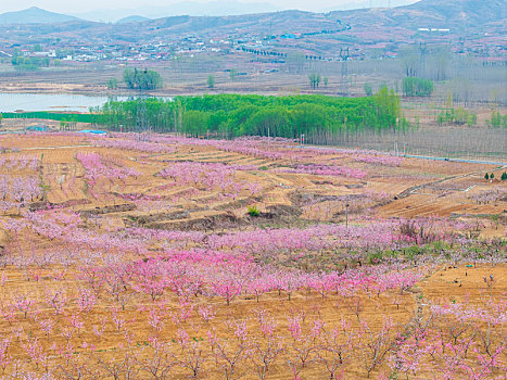 蜜桃之乡蒙阴旧寨桃花盛开