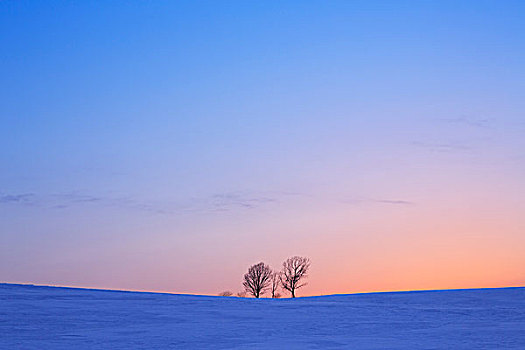 美瑛,山,树,日落,北海道