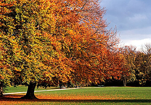 秋天,树,英国,花园,慕尼黑,上巴伐利亚,德国,欧洲