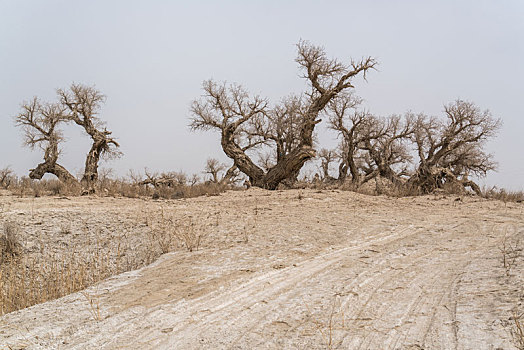 新疆巴州荒漠土路