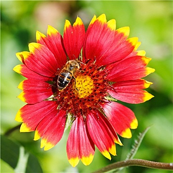 蜜蜂,啜饮,花,花蜜