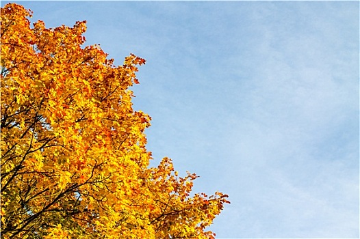 秋天,彩色,枫树,叶子