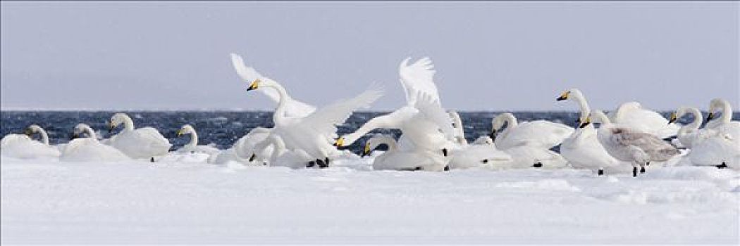 大天鹅,根室海峡,北海道,日本