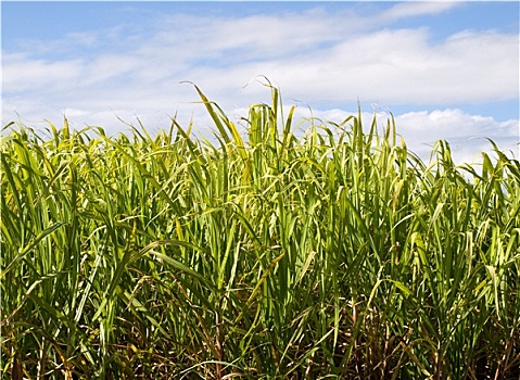 甘蔗,种植园,特写,生物燃料