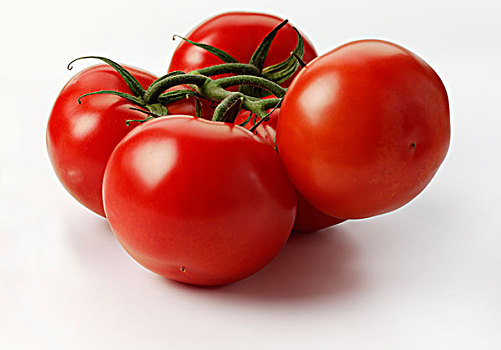 大,西红柿茎