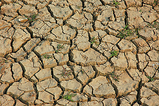 干燥,陆地,达卡,孟加拉,二月,2008年