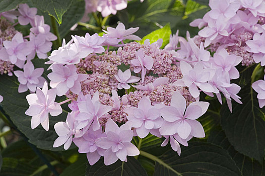 八仙花属,永恒