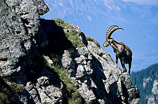 阿尔卑斯野山羊,羱羊,野山羊,雄性,因特拉肯,瑞士