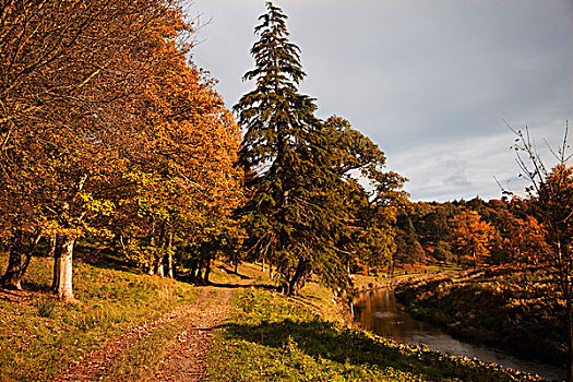 树,旁侧,河,诺森伯兰郡,英格兰