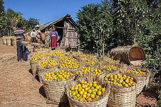 橙子,丰收,乡村,卡劳,掸邦,缅甸,亚洲