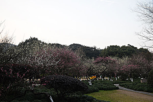 灵峰探梅春景