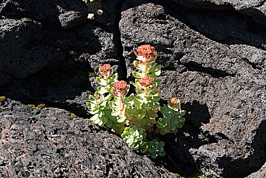 火山岩,石头,景天属植物,植物,花