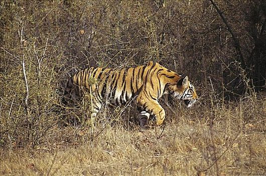 虎,孟加拉虎,猫科动物,哺乳动物,濒危物种,徘徊,班德哈维夫国家公园,中央邦,印度,亚洲,动物