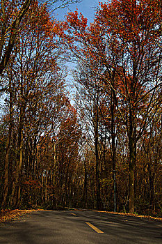 秋天的林中小路