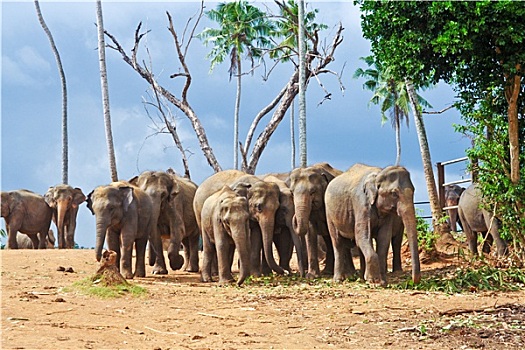 大象,品纳维拉,大象孤儿院,斯里兰卡