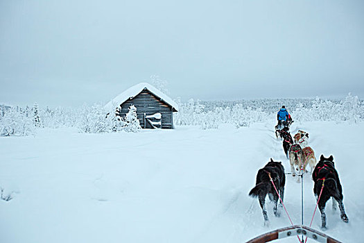 后视图,雪橇狗,积雪,风景,天空