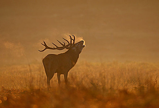 红色,鹿,杜鹿,叫,黎明,秋天,公园,莱斯特,英格兰,英国,欧洲
