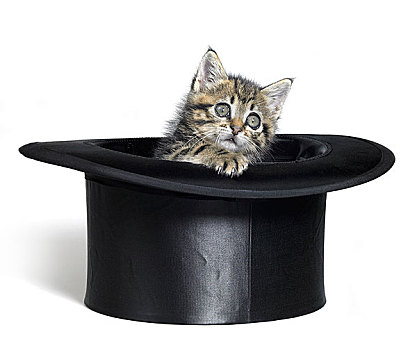 小猫,向外看,黑色上衣,帽子