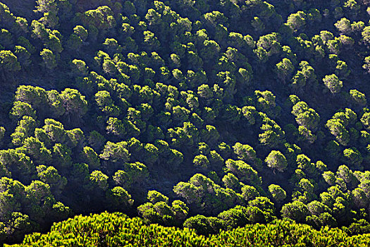 松树,树林,俯视,马拉加省,西班牙