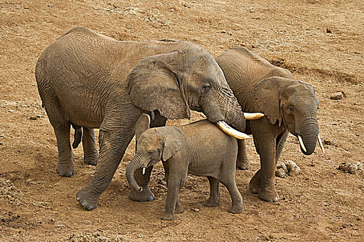 非洲象,国家公园,肯尼亚