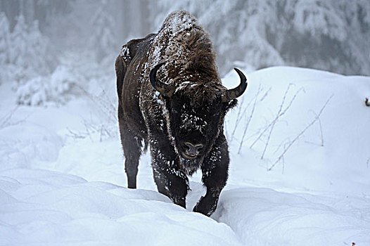 欧洲野牛,雪中