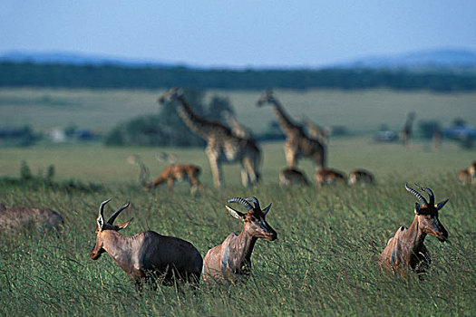 非洲,肯尼亚,马塞马拉野生动物保护区,羚羊,放牧,靠近,游戏,牧群