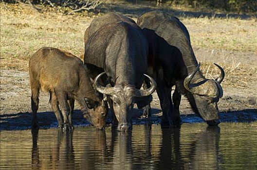 非洲,水牛,非洲水牛,家族,喝,乔贝国家公园,博茨瓦纳