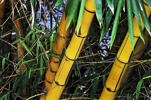 竹子,靠近,巴厘岛,印度尼西亚,东南亚