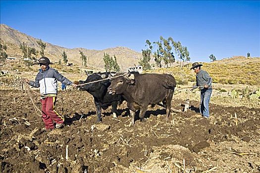 农民,地点,牛,阿雷基帕,秘鲁