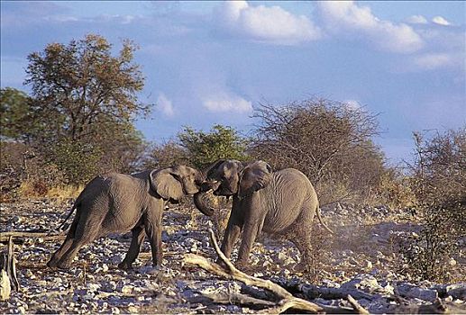 争斗,大象,非洲象,哺乳动物,埃托沙国家公园,纳米比亚,非洲,动物