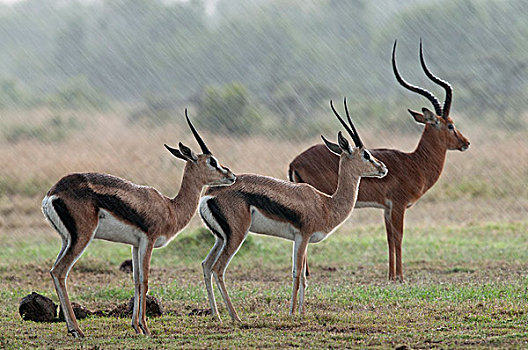 瞪羚,一对,黑斑羚,暴风雨,肯尼亚