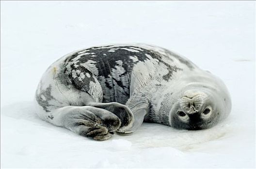 威德尔海豹,韦德尔氏海豹,躺着,冰,阿特卡湾,南极