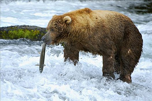 棕熊,熊,走,抓住,三文鱼,布鲁克斯河,溪流,卡特麦国家公园,阿拉斯加,美国