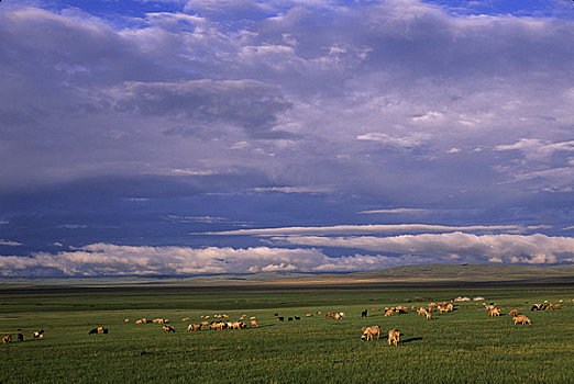 中心,蒙古,靠近,喀喇昆仑,草地,草原,绵羊,山羊,牧群