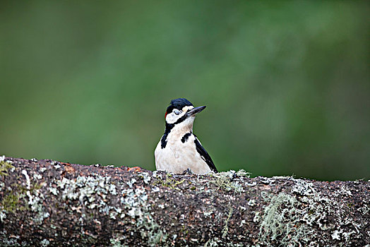 啄木鸟,木头,苏格兰