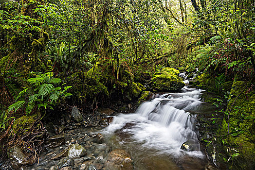 河流,密集,雨林,峡湾国家公园,南部地区,新西兰,大洋洲
