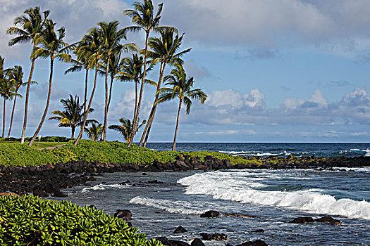 棕榈树,岸边,考艾岛,夏威夷,美国