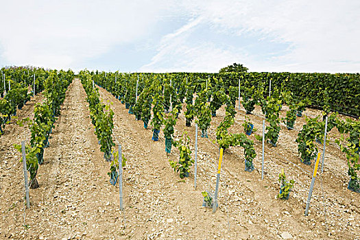 法国,香槟阿登大区,年轻,葡萄藤,葡萄园
